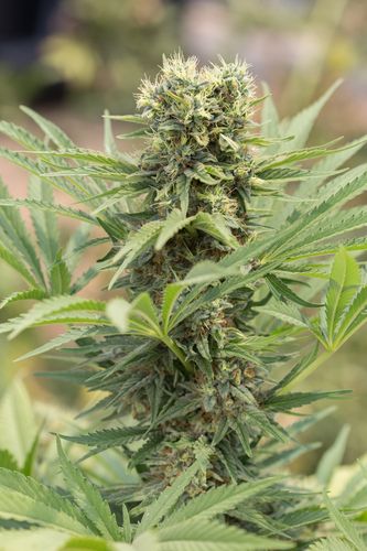 Dedoverde Haze - feminizovaná semienka 5ks Humboldt