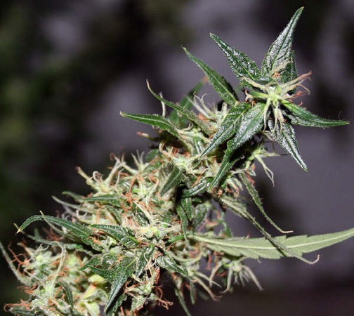 Mango Haze - Standardized Seeds 18 pcs Mr. Nice