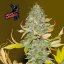 Bruce Banger - feminizované semienka konope 10 ks, Seedsman