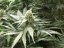 AMS - semínka 10 ks (Outdoor), feminizovaná semínka Green House Seeds
