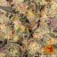 Runtz Muffin - feminizowane nasiona marihuany 5 szt. Barney's Farm