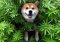 Hemp and CBD. Is it safe for pets - cats, dogs or other animals?