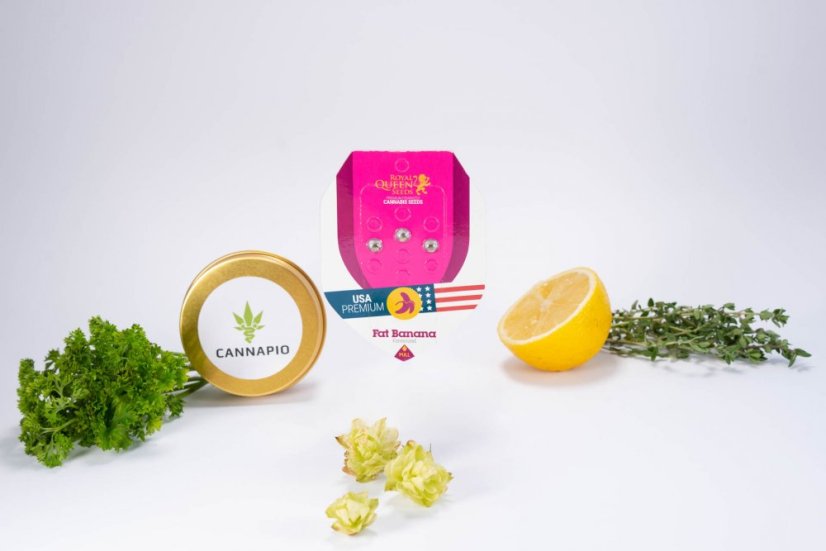 Fat Banana - feminisierte Samen 3 Stück Royal Queen Seeds