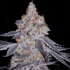 Ethos Genetics Banana Daddy R1 feminized seeds