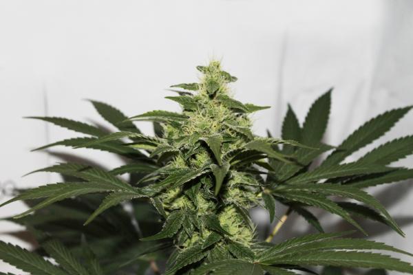 CBD Kush®- feminizované semená 10 ks Dutch Passion