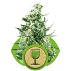 Royal Critical Automatic - samokvitnúce semienka 3 ks Royal Queen Seeds