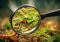 Effective Measures for Cannabis Pest Protection