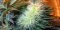 What is polyploid hemp and how can it be grown?