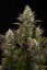 White Widow - 5 feminized Dinaf seeds