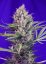 Krem Mandarine Fast Version - feminizowane nasiona 5ks Sweet Seeds