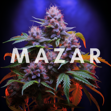 Mazar – silná indica pre večernú relaxáciu a nespavosť