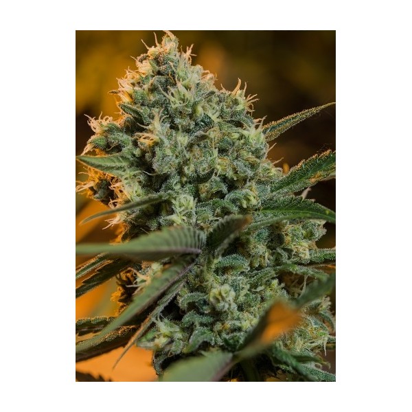 Green Poison Fast Version - feminizovaná semena 3ks Sweet Seeds