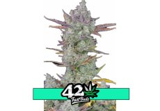 Gorilla Cookies Auto - automatycznie kwitnące nasiona marihuany 10 szt Fast Buds
