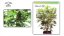 StarRyder autoflowering semínka 3ks Dutch Passion
