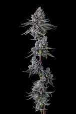 Paradise Seeds x Compound Genetics Old Money feminizowane nasiona, 7 szt.