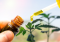 Are cannabinoids contained only in cannabis?