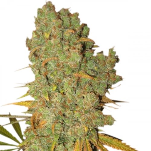 Special Kush nr 1 - 10 feminizowanych nasion Royal Queen Seeds