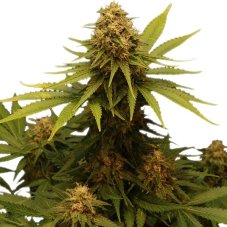 Critical - feminisierte Samen 3 Stück Royal Queen Seeds