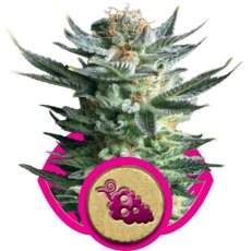 Fruit Spirit - feminizowane nasiona 5 szt. Royal Queen Seeds