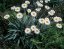 Mountain daisy (rastlina: Celmisia semicordata) 7 semien