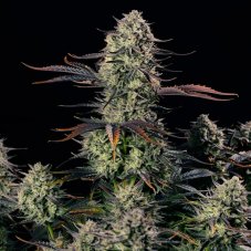 Silent Seeds Alien Gas XXL Auto samonakvétací semena