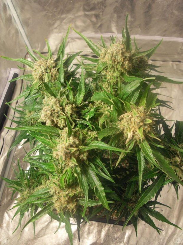 Cream Caramel Auto – samonakvétací semínka 3 ks Sweet Seeds