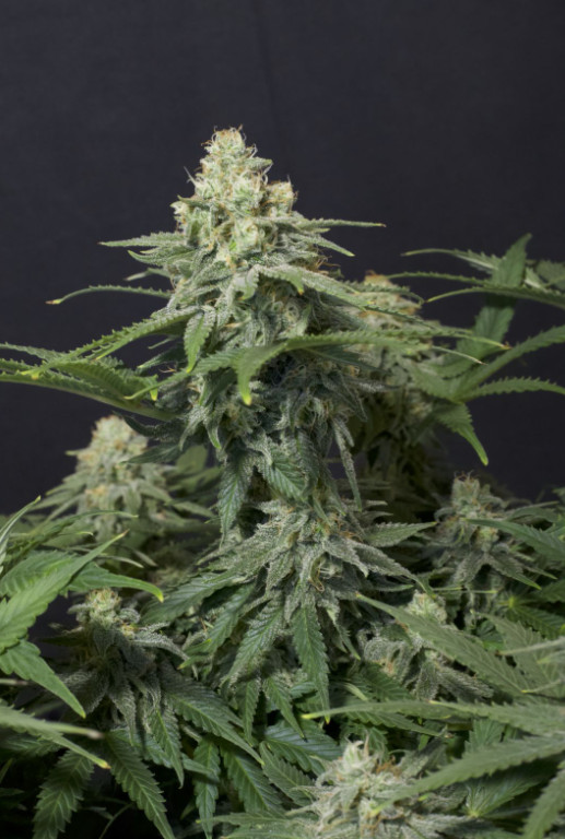 Wedding Cheesecake FF - feminizované semená marihuany 10 ks Fast Buds