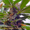 3 Cannabis Terpenes You Don't Know Yet