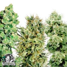 Feminized Mix - 20 ks feminizovaná semínka Sensi Seeds