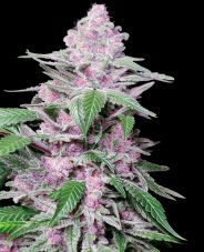 Purple Cookie Kush - Feminized cannabis seeds 10 pcs, Sensi Seeds
