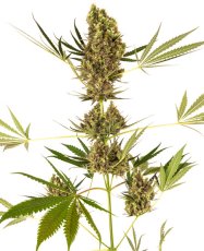 Alpine Delight CBD Automatic - autoflowering  semená 10 ks, Sensi Seeds