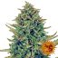 CBD Blue Shark - feminizovaná semienka 3 ks Barney's Farm
