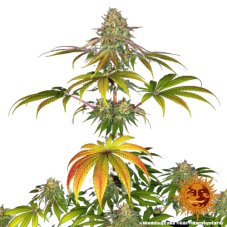 Wedding Cake - feminized seeds 5 pcs, Barney´s Farm