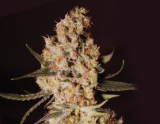 Jamaican Dream - 6 feminizowanych nasion Eva Seeds