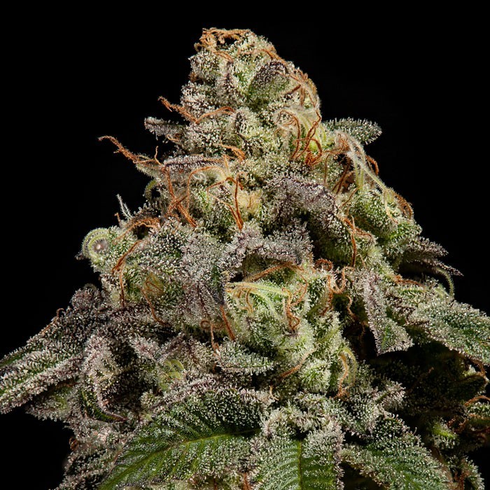 OMG - feminized seeds, 3 pcs, Ripper Seeds