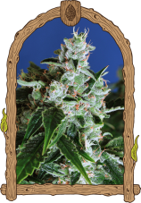 Sir Jack Auto - Graines Autofloraison Féminisées 10 pcs | Exotic Seed