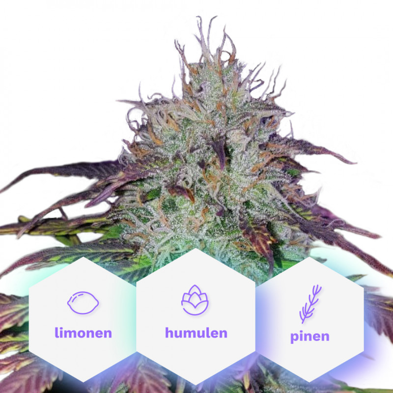 CBD Blueberry (1:16) - feminized seeds 3 pcs Cannapio