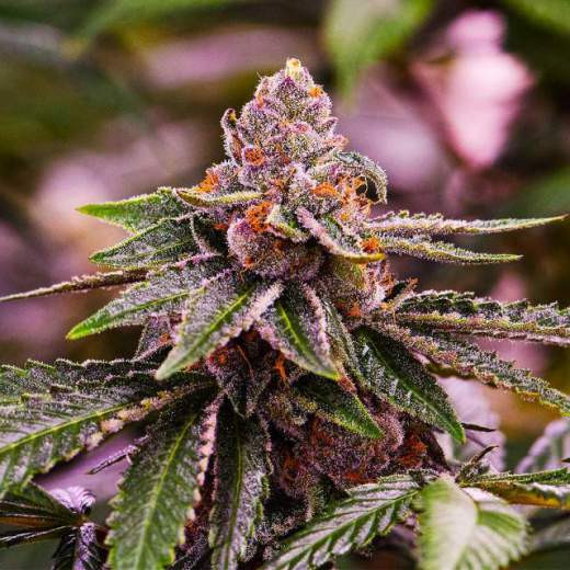 Girl Scout Cookies Auto - autoflowering Samen 5 Stück Nirvana Seeds