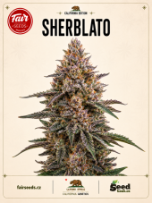 Fair Seeds Sherblato feminized seeds