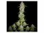 Orange Sherbet Auto - autoflowering marijuana seeds 3 pcs Fast Buds