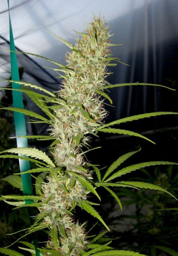 Shiva Shanti II 10 ks štandardizované feminizované semená Sensi Seeds