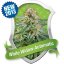 White Widow Automatic - feminized And autoflowering seeds 3 pcs Royal Queen Seeds