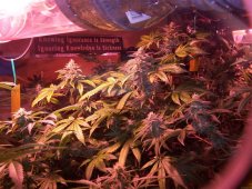 Sheherazade 10 ks, feminizované semená Paradise Seeds