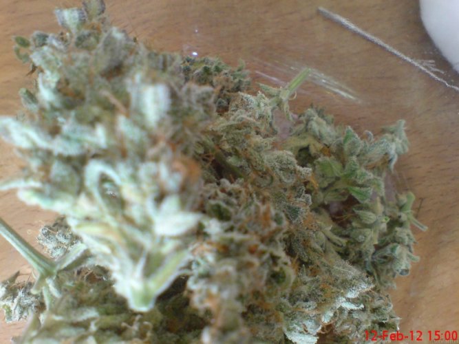 White Dwarf - Blooming Seeds of Cannabis Buddha Seeds