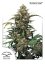 Strawberry Cough - feminizované semená 3 ks, Dutch Passion