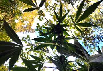 Outdoor nasiona marihuany - Zawartość THC - THC 0,3 %