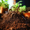 VERMICOMPOST AS ORGANIC FERTILISER FOR CANNABIS PLANTS