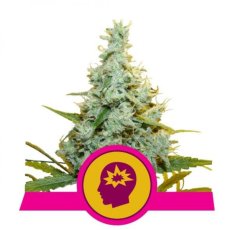 AMG - Amnesia Mac Ganja feminizované semená 3 ks Royal Queen Seeds