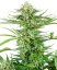 Cashew Kush - feminizované semienka konope 3 ks, Sensi Seeds