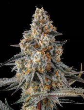 Paradise Seeds x Compound Genetics La Llorona feminizovaná semena, 3 ks